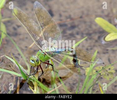 Weibliche blaue Kaiser Libelle (Anax Imperator) Hinterlegung ihren Eiern im Wasser Stockfoto