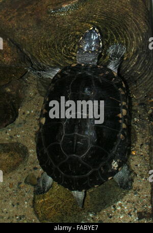 Indische entdeckte Schildkröte (Geoclemys Hamiltonii), auch bekannt als schwarzen Sumpfschildkröte oder Spotted Sumpfschildkröte. Stockfoto