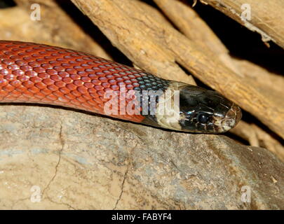 Norden mexikanischen Milch Schlange (Lampropeltis Triangulum), Nahaufnahme des Kopfes Stockfoto