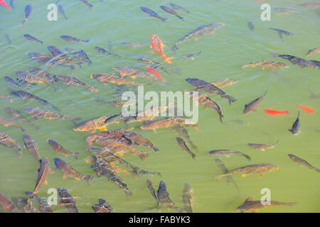 Altstadt Lijiang, Jade Drachen Berg, Black Dragon Pool, Karpfen, Naxi ethnische Völker, Yunnan Provinz, VR China, Volksrepublik China Stockfoto