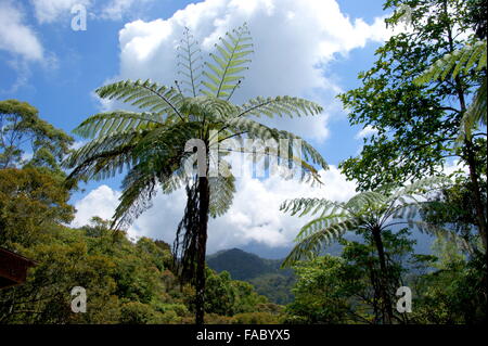 Baumfarne (Cyathien Contaminans) des Mount Kinabalu, Borneo, Malaysia Stockfoto