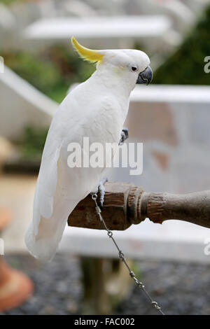 Schöne weiße Papagei Kakadu fotografiert hautnah Stockfoto