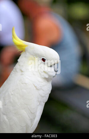 Schöne weiße Papagei Kakadu fotografiert hautnah Stockfoto