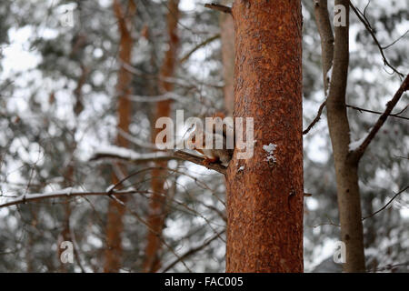 Schöne rote Eichhörnchen sitzt auf einer Kiefer Stockfoto