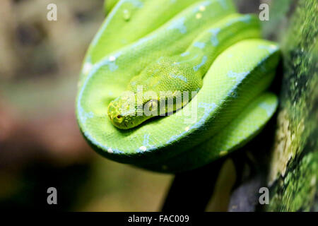 Schöne grüne Schlange auf dem Baum fotografiert hautnah Stockfoto