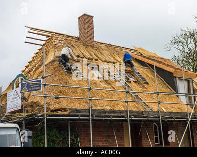 Thatchers bei der Arbeit wiederherstellen das Strohdach eines alten Bauernhauses. Stockfoto