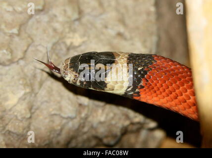 Norden mexikanischen Milch Schlange (Lampropeltis Triangulum), Nahaufnahme der Kopf, gespaltener Zunge raus Stockfoto