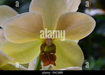 Gelbe Orchideen auf Niederlassung in Garten Stockfoto