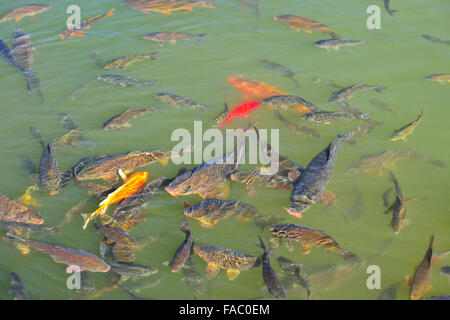 Altstadt Lijiang, Jade Drachen Berg, Black Dragon Pool, Karpfen, Naxi ethnische Völker, Yunnan Provinz, VR China, Volksrepublik China Stockfoto