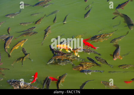 Altstadt Lijiang, Jade Drachen Berg, Black Dragon Pool, Karpfen, Naxi ethnische Völker, Yunnan Provinz, VR China, Volksrepublik China Stockfoto