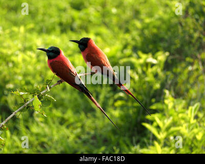 zwei nördlichen Carmine Bienenfresser (Merops Nubicus) auf twiggy Zweig im Profil gegen grüne Laub im Selous reservieren Tansania Stockfoto