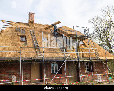 Thatchers bei der Arbeit wiederherstellen das Strohdach eines alten Bauernhauses. Stockfoto