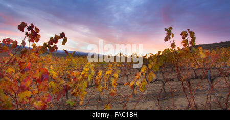 Herbst im Weinberg. La Rioja, Spanien. Stockfoto