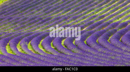 Lavendel-Feld in der Provence Stockfoto