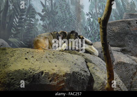 Klammeraffen Stockfoto