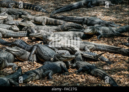 Eine große Gruppe von gefangenen amerikanischen Alligatoren (Alligator mississippiensis), die sich auf der St. Augustine Alligator Farm, Florida, ausruhen und sonnen, Stockfoto