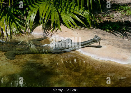 Reife männliche Indische Gharial Krokodil mit Kopf aus dem Wasser zeigen Ghara, lange Schnauze, ineinandergreifenden Zähne, St. Augustine Alligator Farm, Florida. Stockfoto