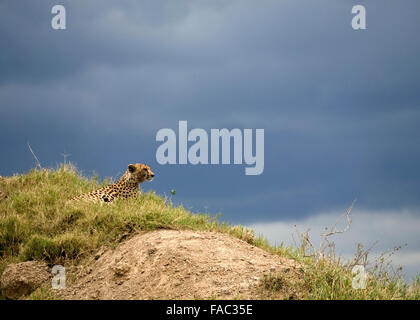 Verlegung in Grass auf Hügel mit dunklen Himmel Tansania Ostafrika Gepard Stockfoto