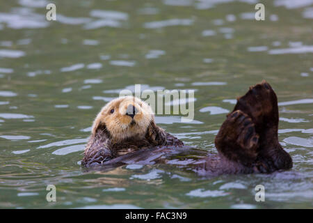 Seeotter (Enhydra Lutris) vor der Küste von Lake Clark National Park, Cook Inlet, Alaska. Stockfoto