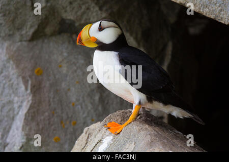 Gehörnte Papageientaucher (Fratercula Corniculata), Lake-Clark-Nationalpark, Alaska. Stockfoto