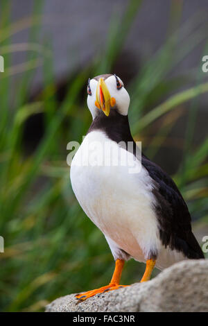 Gehörnte Papageientaucher (Fratercula Corniculata), Lake-Clark-Nationalpark, Alaska. Stockfoto