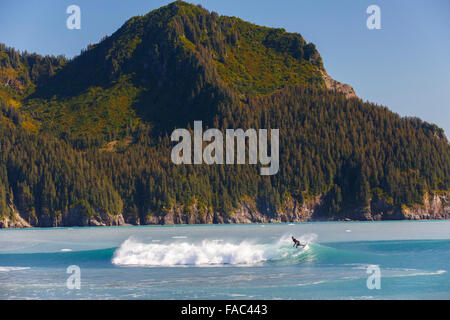 Surfen vor Bären Gletscherlagune, Kenai Fjords National Park, in der Nähe von Seward, Alaska. Stockfoto