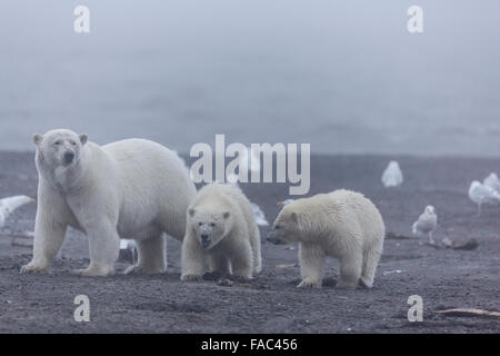 Eisbären (Ursus Maritimus), Arctic National Wildlife Refuge, Alaska. Stockfoto