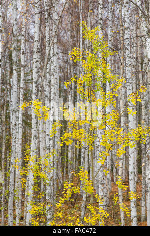 Fall colors near Fairbanks, Alaska. Stockfoto