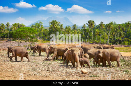 Landschaft von Sri Lanka - Gruppe von Elefanten in Pinnawela Elefantenwaisenhaus (Sabaragamuwa Provinz von Sri Lanka), Asien Stockfoto