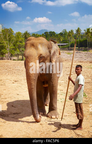 Sri Lanka - Betreuer mit seinen Elefanten, Elefanten-Waisenhaus Pinnawela (Sabaragamuwa Provinz von Sri Lanka) Stockfoto