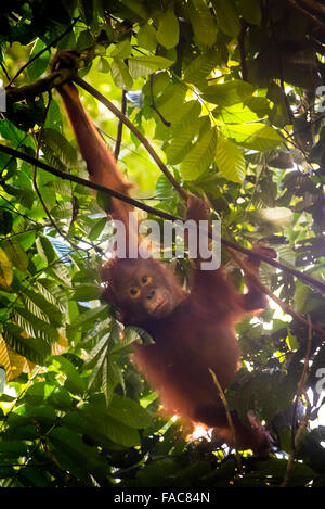 Juveniler Orang-Utan, nordöstlich bornean Orang-Utan-Unterart (Pongo pygmaeus morio) im Kutai-Nationalpark, Indonesien. Stockfoto