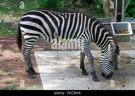 Das Zebra. Brookfield zoo Stockfoto