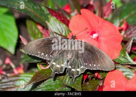 Pipevine Schwalbenschwanz Schmetterling (Battus Philenor) Stockfoto