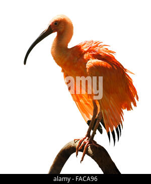 Scarlet Ibis (Eudocimus Ruber) auf weißem Hintergrund Stockfoto