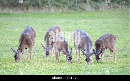 Schwarz - angebundene Rotwild, Odocoileus Hemionus, Herde Stockfoto