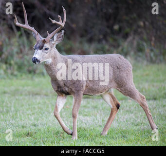Männchen Schwarzer Hirsch beim Wandern in den Wiesen Stockfoto