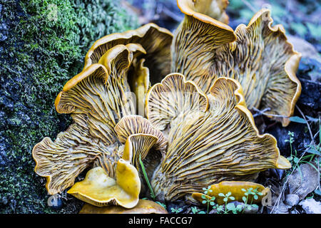 Omphalotus Olivascens, allgemein bekannt als der westlichen Laterne Pilz Stockfoto