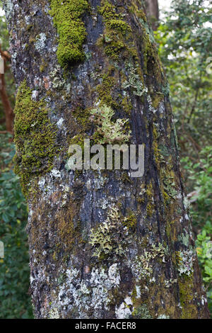 Baumstamm bedeckt in Moos, Quetrihué Halbinsel Nationalpark Los Mapuches, Argentinien Stockfoto