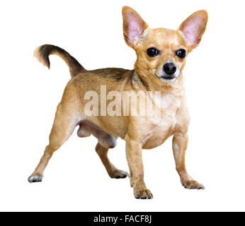 Russkiy Toy Terrier. Isoliert auf weißem Hintergrund Stockfoto