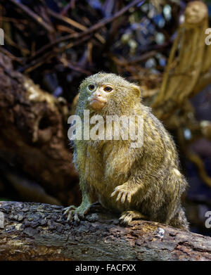 Zwergseidenäffchen (Cebuella Pygmaea) ist eine kleine neue Welt Affe in Regenwäldern im westlichen Amazonasbecken in Südamerika heimisch Stockfoto