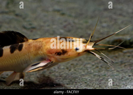 Afrikanische Scharfzahn Wels ist eine Art von Wels der Familie Clariidae, Airbreathing Welse. Stockfoto