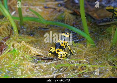 Gelb-banded poison Dart Frog (Dendrobates Leucomelas), auch bekannt als gelb-vorangegangene Pfeilgiftfrosch oder Hummel poison frog Stockfoto