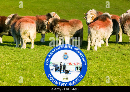 Herdwick Rams in Lake District Großbritannien mit einem Polizei-Land sehen Zeichen. Stockfoto