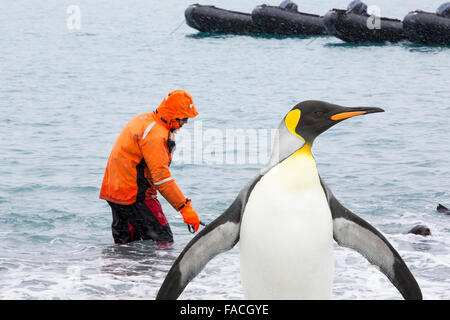 Ein Mann benutzt eine Go pro Kamera video Welpen der antarktische Seebär (Arctocephalus Gazella) Unterwasser bei Salisbury Plain, Südgeorgien, südliche Ozean, mit einem Königspinguin. Stockfoto