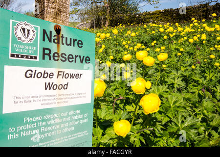 Globus Blumen behalten Europaeus Trollblume auf einer winzigen Natur in der Nähe von Malham Tarn in den Yorkshire Dales, UK. Stockfoto