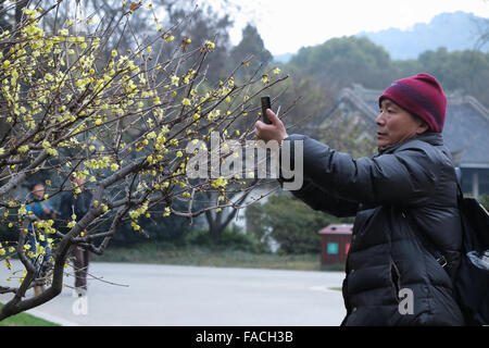 Wuxi, China Jiangsu Provinz. 27. Dezember 2015. Ein Mann nimmt Fotos von Wintersweet Blumen in Wuxi, der ostchinesischen Provinz Jiangsu, 27. Dezember 2015. Bildnachweis: Tang Yi/Xinhua/Alamy Live-Nachrichten Stockfoto