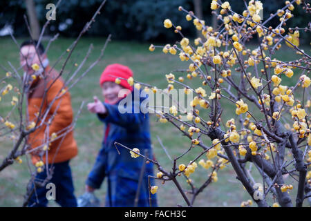 Wuxi, China Jiangsu Provinz. 27. Dezember 2015. Wintersweet Blumen sehen Menschen in Wuxi, der ostchinesischen Provinz Jiangsu, 27. Dezember 2015. Bildnachweis: Tang Yi/Xinhua/Alamy Live-Nachrichten Stockfoto