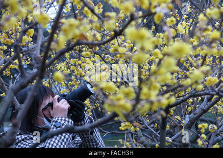 Wuxi, China Jiangsu Provinz. 27. Dezember 2015. Menschen fotografieren Wintersweet Blumen in Wuxi, der ostchinesischen Provinz Jiangsu, 27. Dezember 2015. Bildnachweis: Tang Yi/Xinhua/Alamy Live-Nachrichten Stockfoto