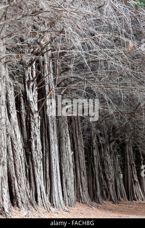 Wald auf der Halbinsel Quetrihué, Los Mapuches Nationalpark in der Nähe von Bariloche, Argentinien Stockfoto