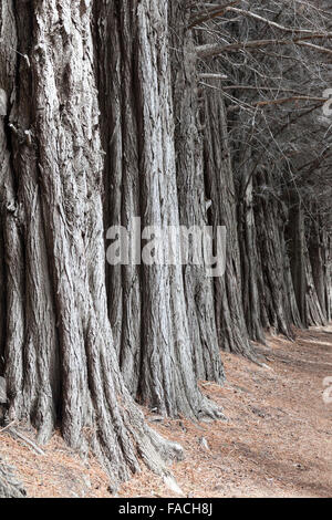 Wald auf der Halbinsel Quetrihué, Los Mapuches Nationalpark in der Nähe von Bariloche, Argentinien Stockfoto